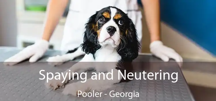 Spaying and Neutering Pooler - Georgia