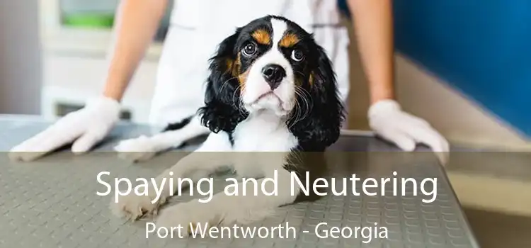 Spaying and Neutering Port Wentworth - Georgia