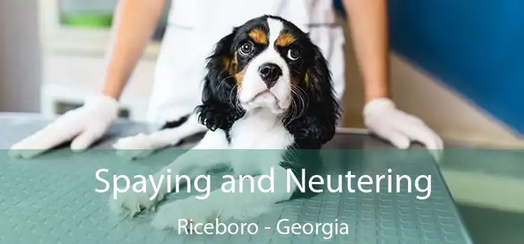 Spaying and Neutering Riceboro - Georgia