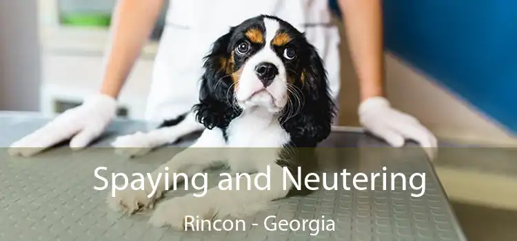 Spaying and Neutering Rincon - Georgia