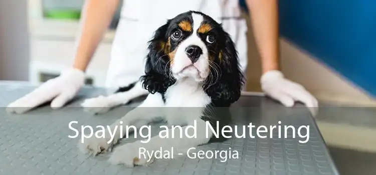 Spaying and Neutering Rydal - Georgia
