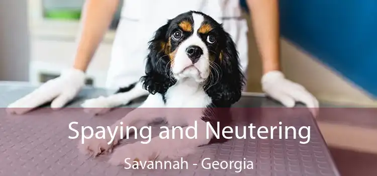 Spaying and Neutering Savannah - Georgia