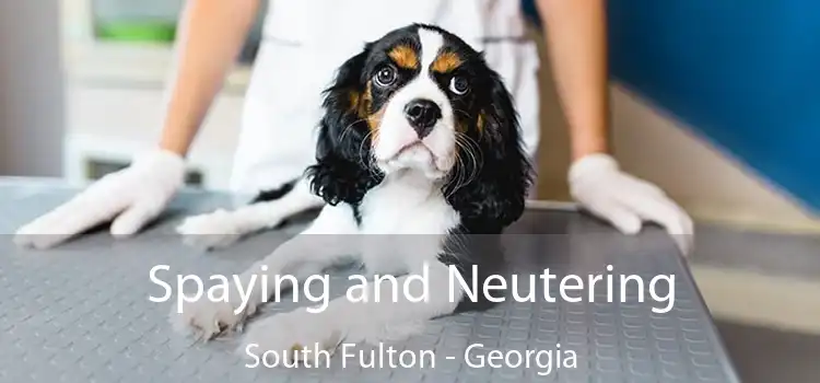 Spaying and Neutering South Fulton - Georgia