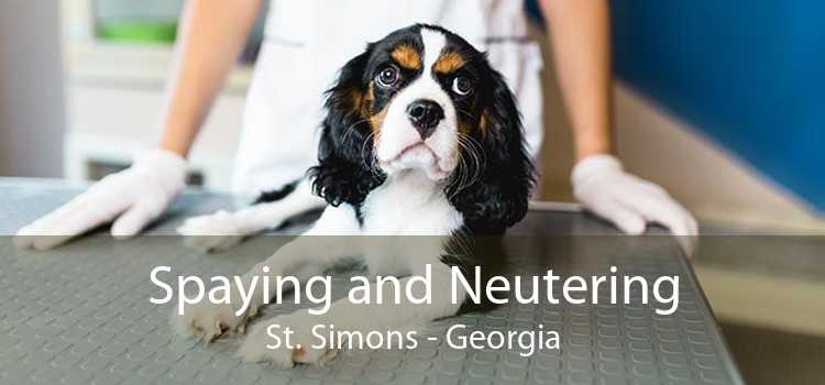 Spaying and Neutering St. Simons - Georgia