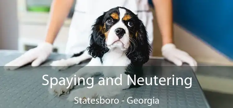 Spaying and Neutering Statesboro - Georgia