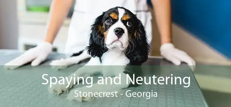 Spaying and Neutering Stonecrest - Georgia