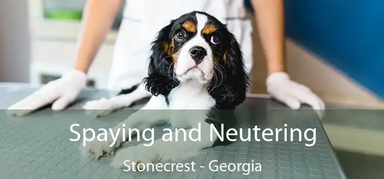 Spaying and Neutering Stonecrest - Georgia