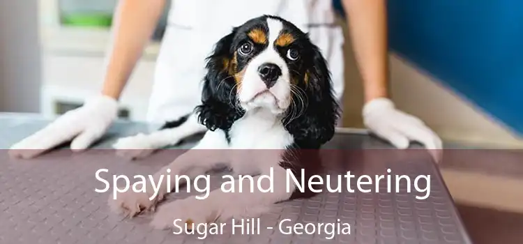 Spaying and Neutering Sugar Hill - Georgia
