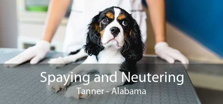 Spaying and Neutering Tanner - Alabama