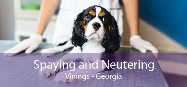 Spaying and Neutering Vinings - Georgia