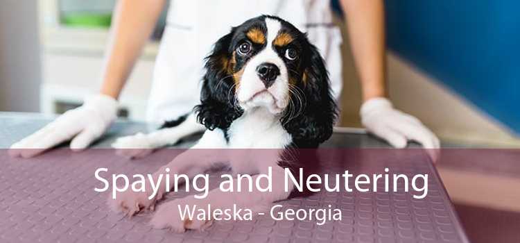 Spaying and Neutering Waleska - Georgia