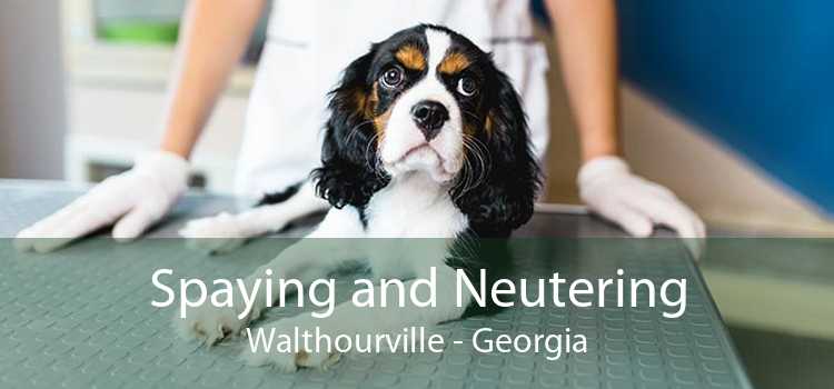 Spaying and Neutering Walthourville - Georgia