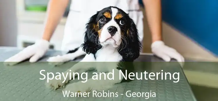 Spaying and Neutering Warner Robins - Georgia