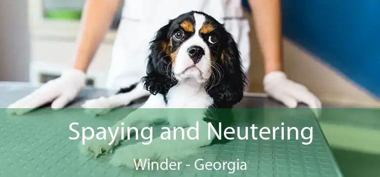 Spaying and Neutering Winder - Georgia