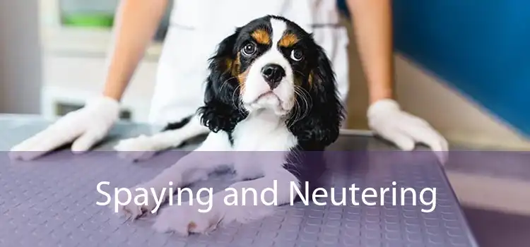 Spaying and Neutering