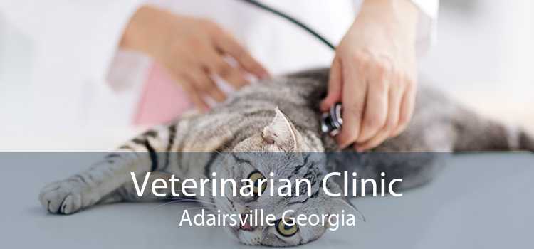 Veterinarian Clinic Adairsville Georgia