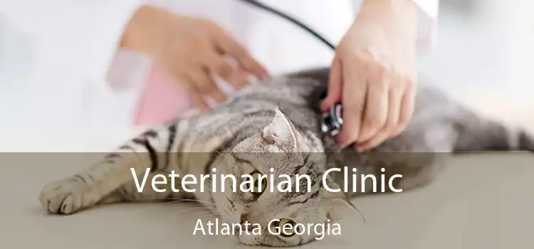 Veterinarian Clinic Atlanta Georgia