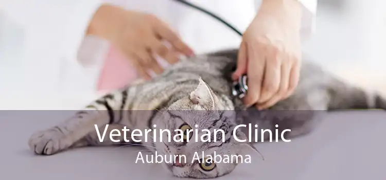 Veterinarian Clinic Auburn Alabama