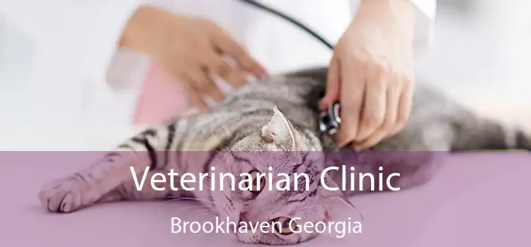 Veterinarian Clinic Brookhaven Georgia