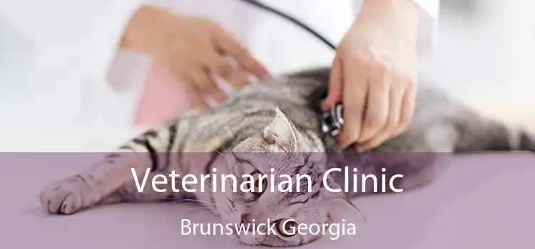 Veterinarian Clinic Brunswick Georgia