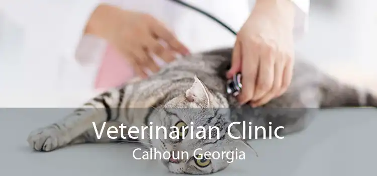 Veterinarian Clinic Calhoun Georgia