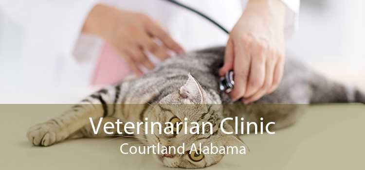 Veterinarian Clinic Courtland Alabama