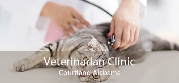 Veterinarian Clinic Courtland Alabama