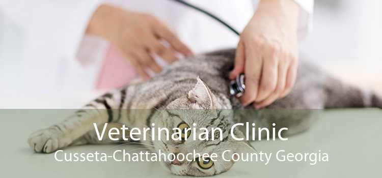 Veterinarian Clinic Cusseta-Chattahoochee County Georgia