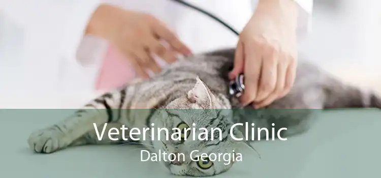 Veterinarian Clinic Dalton Georgia