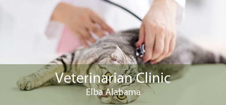 Veterinarian Clinic Elba Alabama