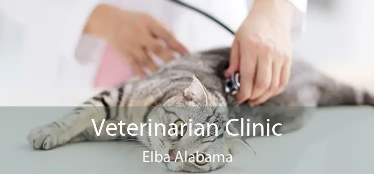 Veterinarian Clinic Elba Alabama