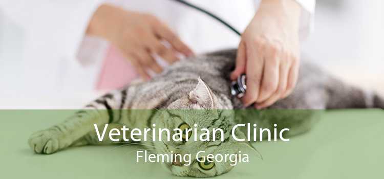 Veterinarian Clinic Fleming Georgia