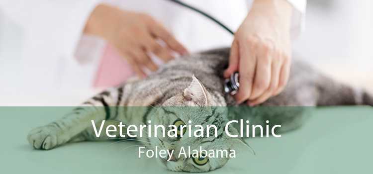 Veterinarian Clinic Foley Alabama
