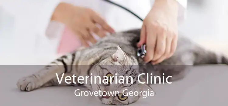 Veterinarian Clinic Grovetown Georgia