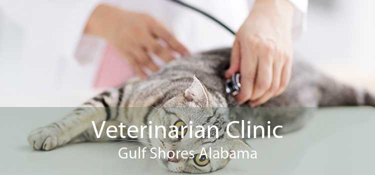 Veterinarian Clinic Gulf Shores Alabama