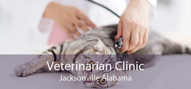 Veterinarian Clinic Jacksonville Alabama
