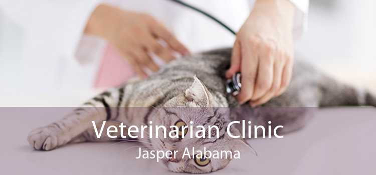 Veterinarian Clinic Jasper Alabama