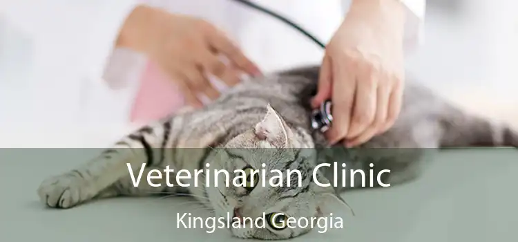 Veterinarian Clinic Kingsland Georgia