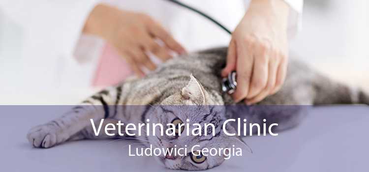 Veterinarian Clinic Ludowici Georgia