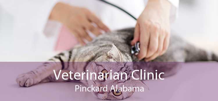 Veterinarian Clinic Pinckard Alabama