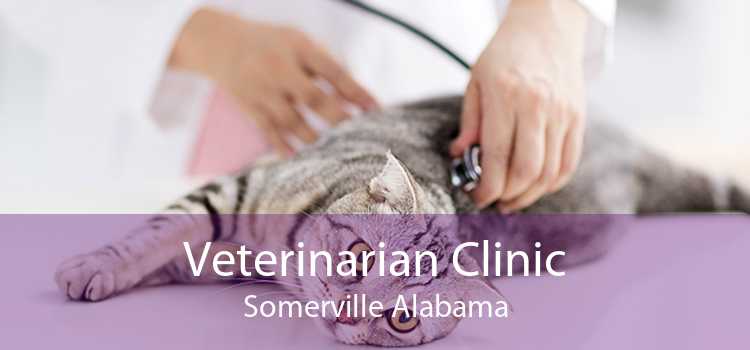 Veterinarian Clinic Somerville Alabama