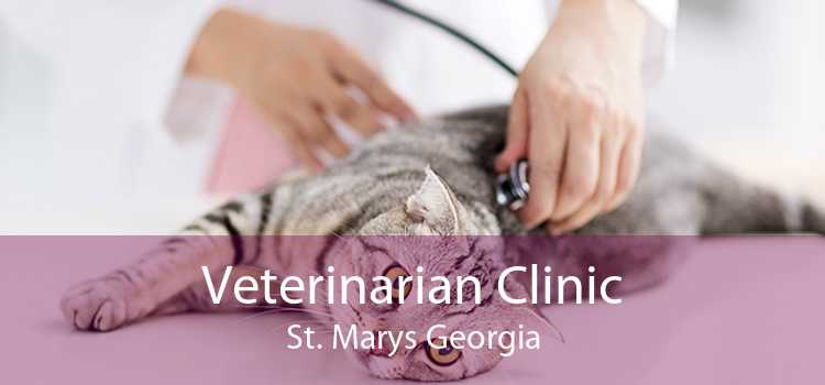 Veterinarian Clinic St. Marys Georgia