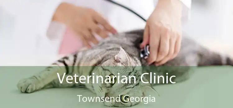 Veterinarian Clinic Townsend Georgia