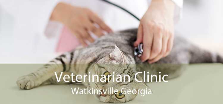 Veterinarian Clinic Watkinsville Georgia