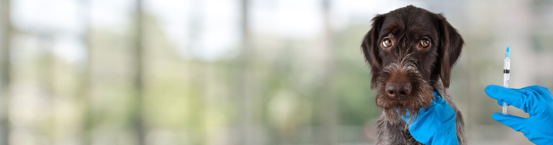 Dog Vaccinations Tanner Low Cost Dog Vaccinations Near Me