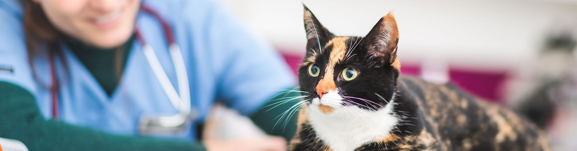 Pet Euthanasia St. Marys Dog & Cat Euthanasia At Home St. Marys