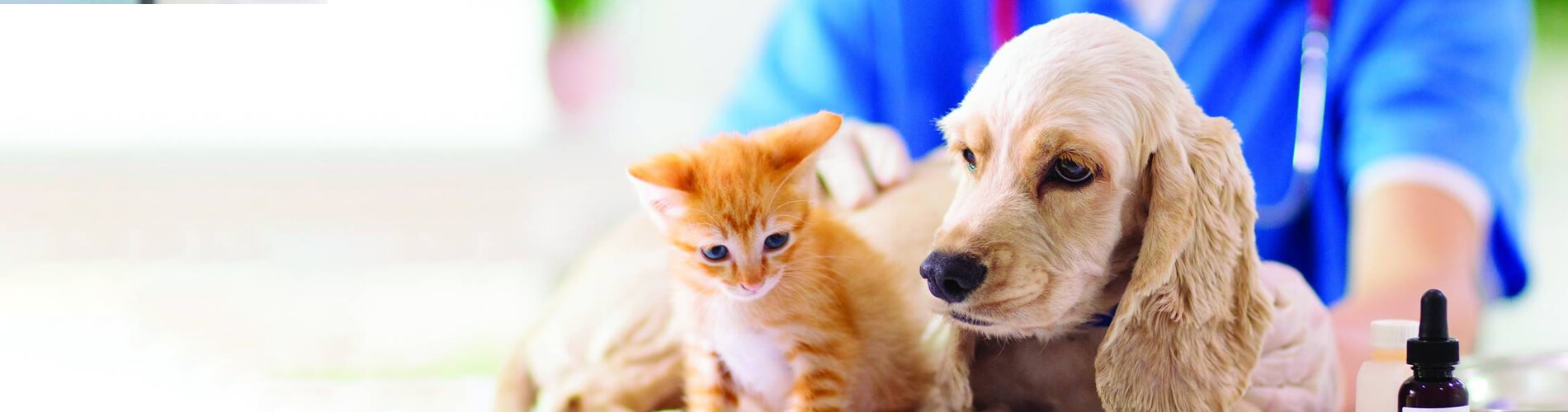 Spaying And Neutering Newton Low Cost Pet Spay And Neuter Clinic