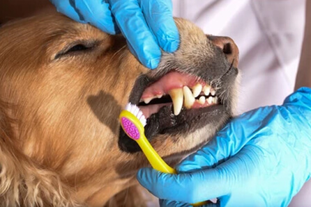 dog dentist