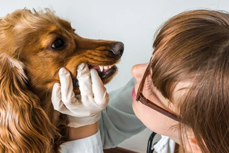 dog dentist in Perry