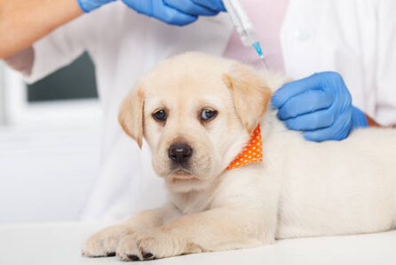  vet for dog vaccination in Stockbridge